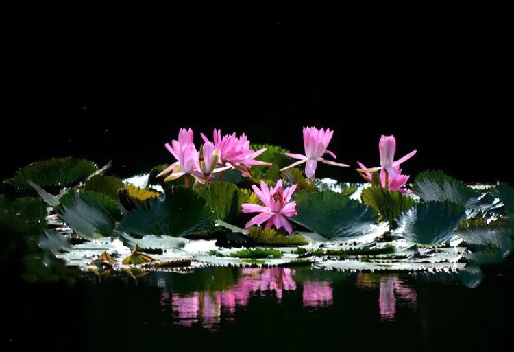 images/2/2022/10/c6Iv5nXu64vX2i4V68iCzdvUV2ZVhd.webp
