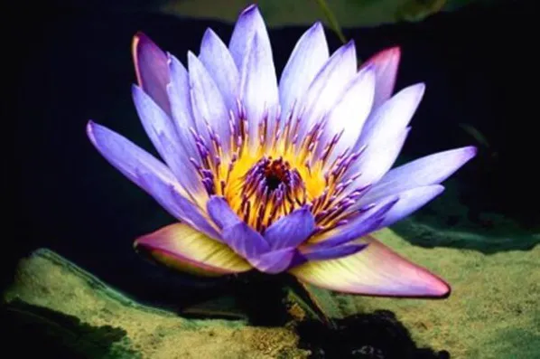 images/2/2022/10/mU5oD2656GnyjwUo5ujVu2uU2UjdUU.webp